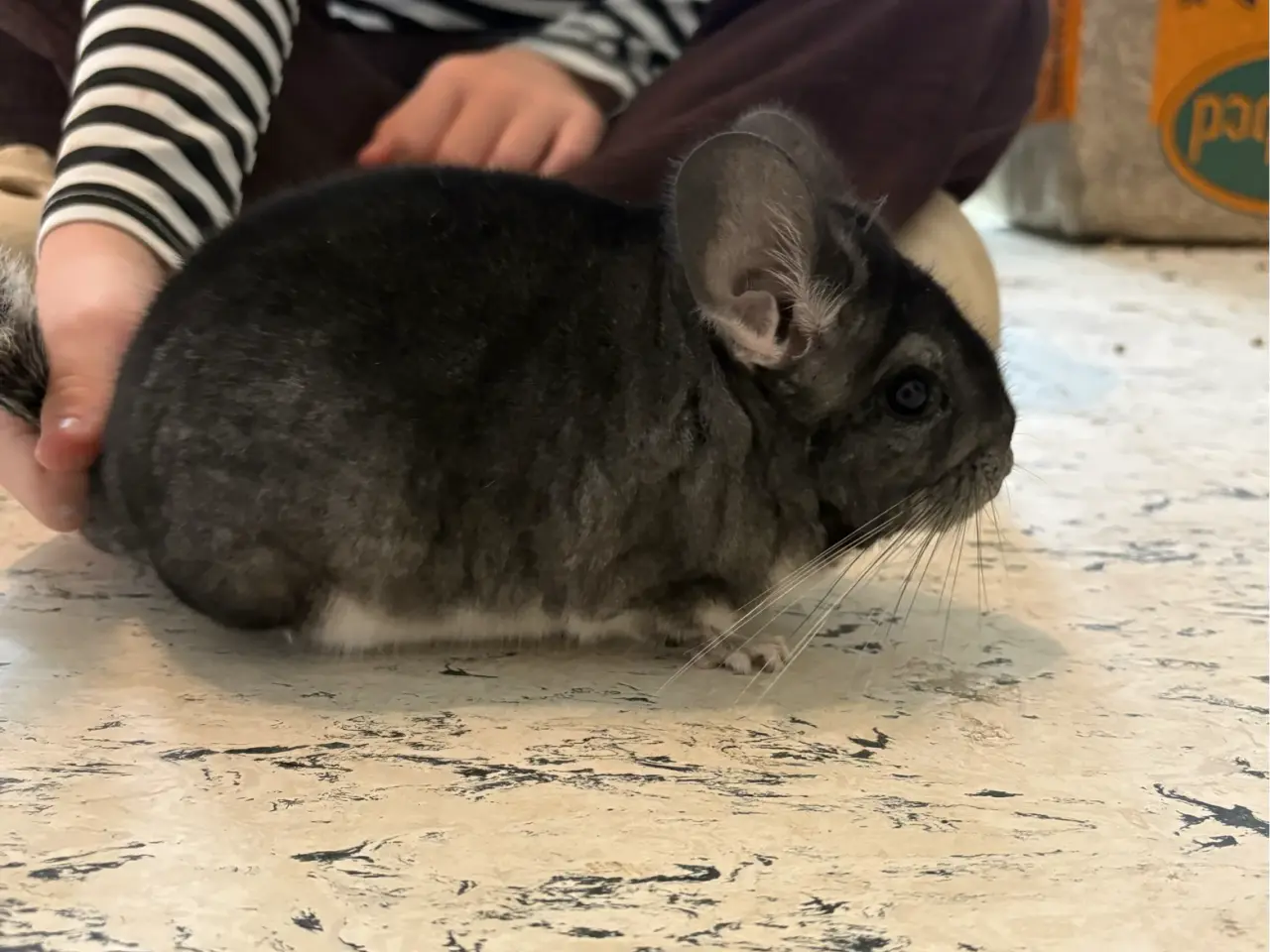 Billede 1 - HAN chinchilla