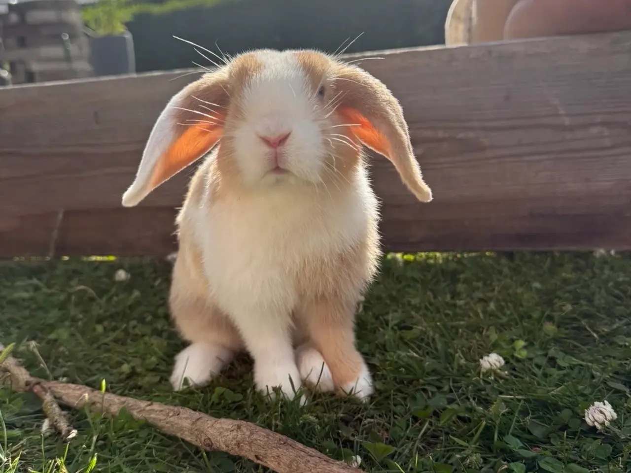 Billede 1 - Cute mini lop han