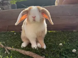 Cute mini lop han