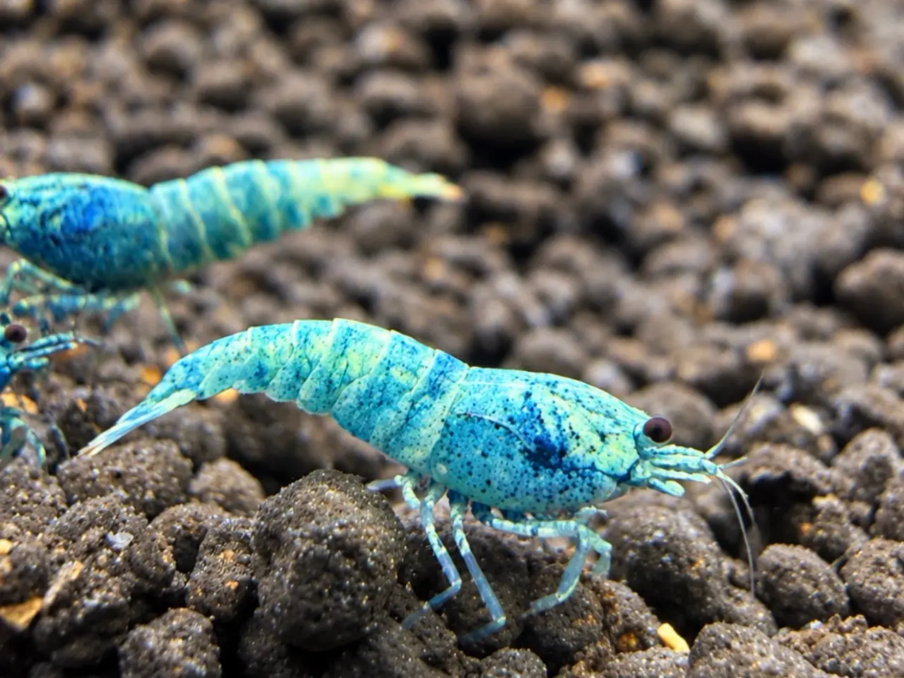 Billede 4 - 📛Tilbud📛 Blue Taiwan Bee Shrimp – Caridina rejer