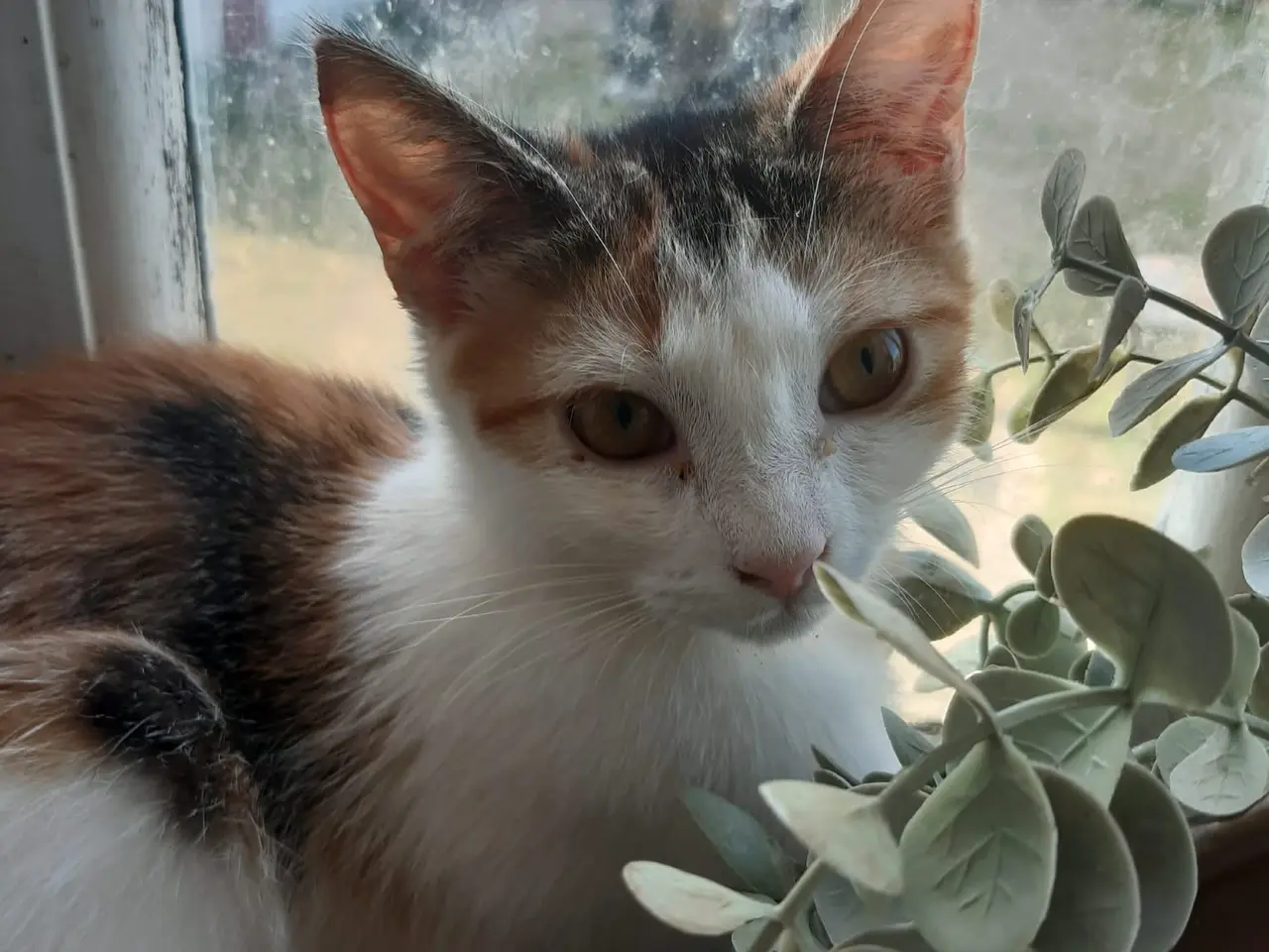 Billede 1 - Dejlige killinger -stueopdræt