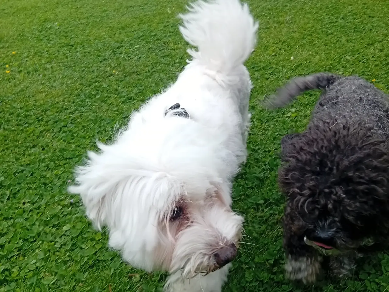 Billede 10 - bichon havanesse hvalpe