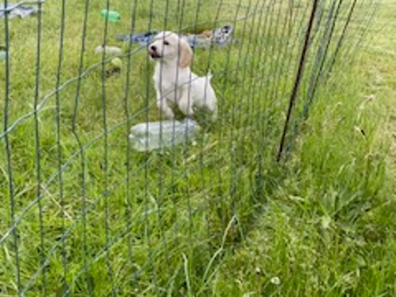 Billede 5 - Doodle retriever hvalpe
