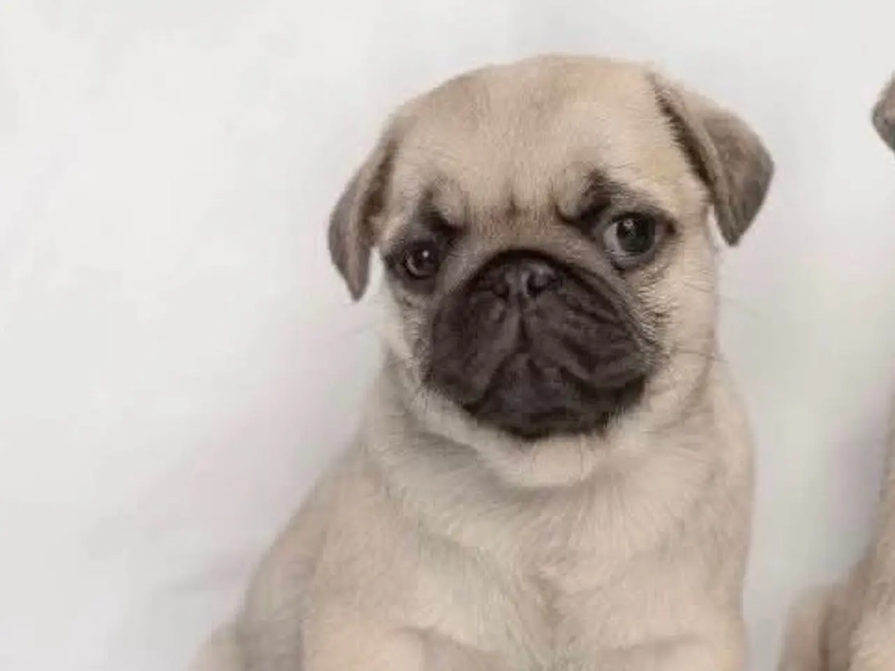 Billede 1 - Mops hvalp