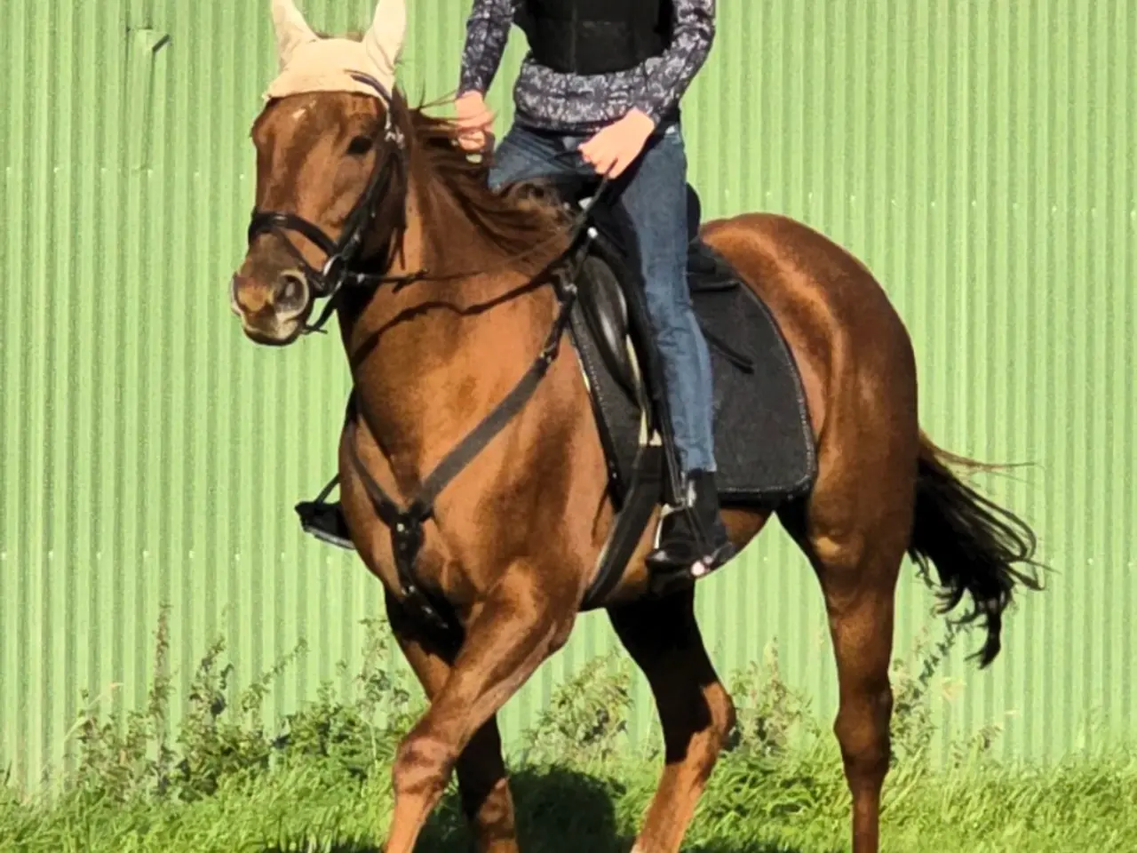 Billede 9 - Fantastisk hoppe 