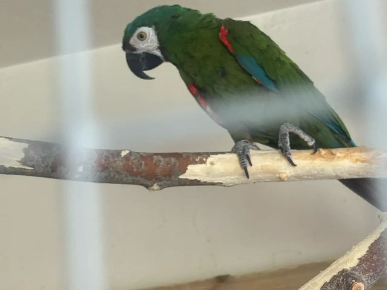Billede 2 - Severe ara macaw (Ara severa