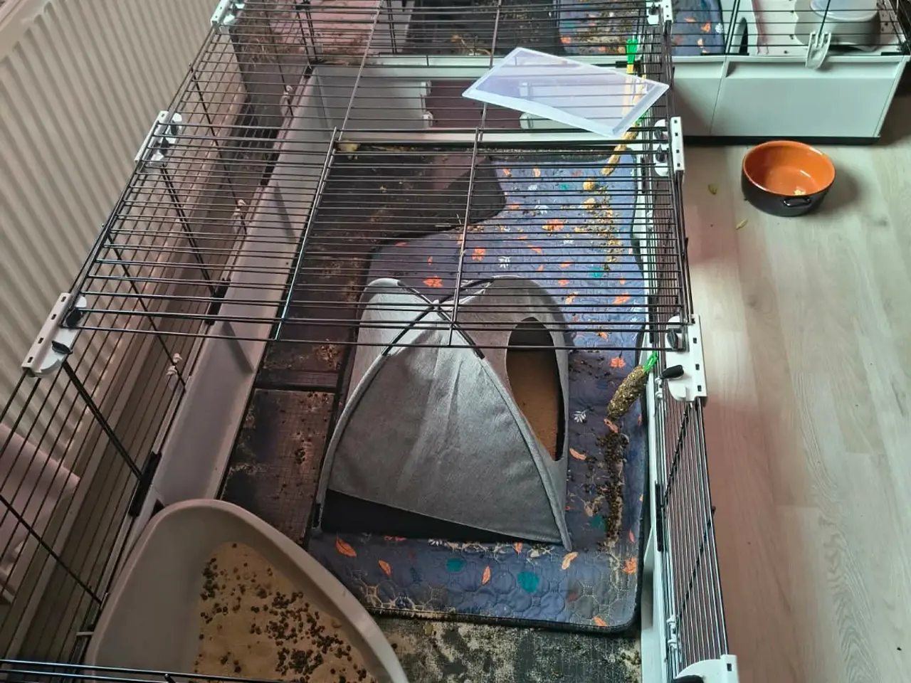 Billede 3 - Mini lop kaniner