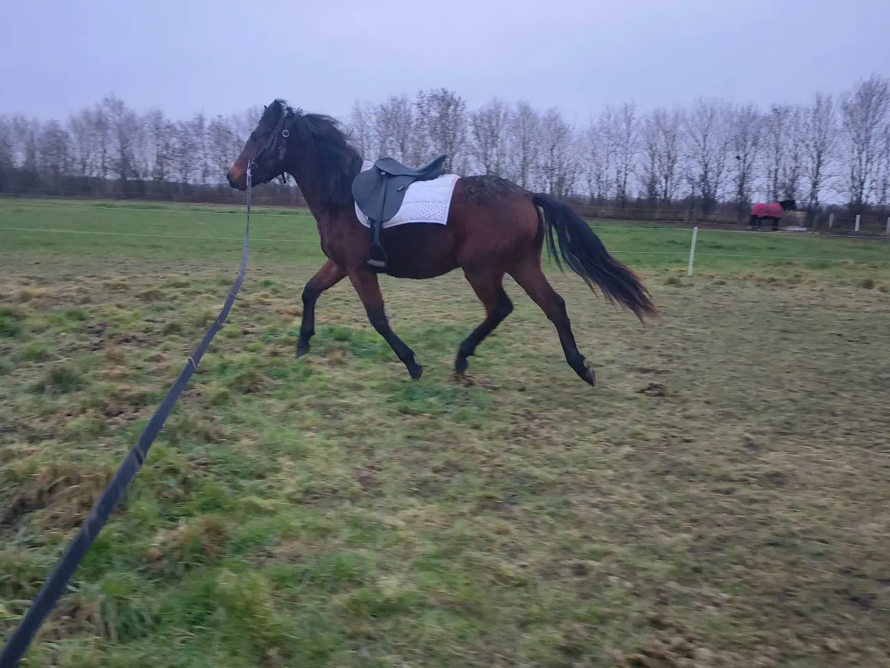 Billede 7 - New Forest vallak 