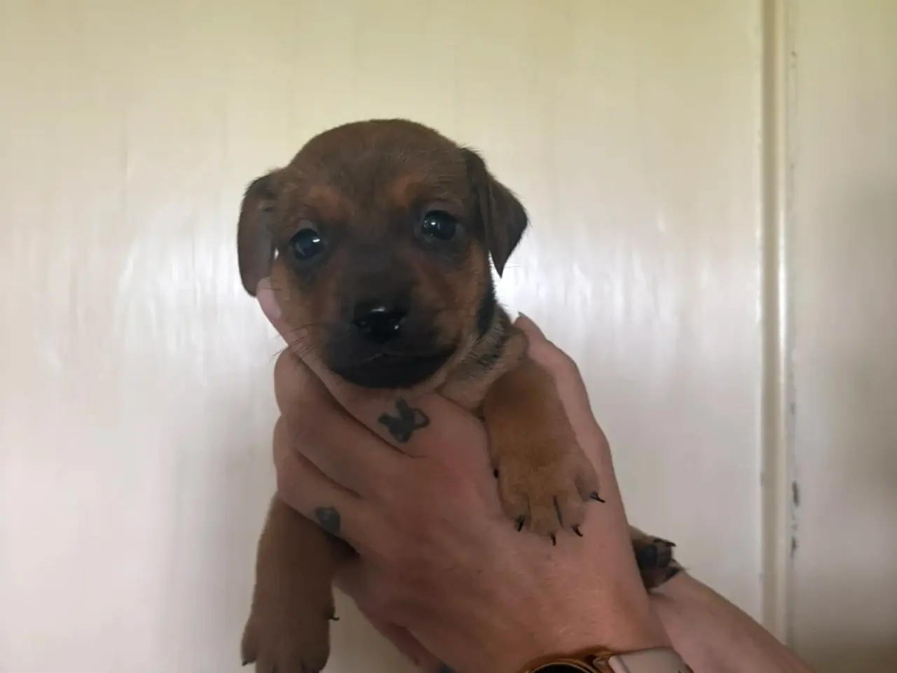 Billede 1 - Dværg pincher/dansk svensk gårdhund blanding.
