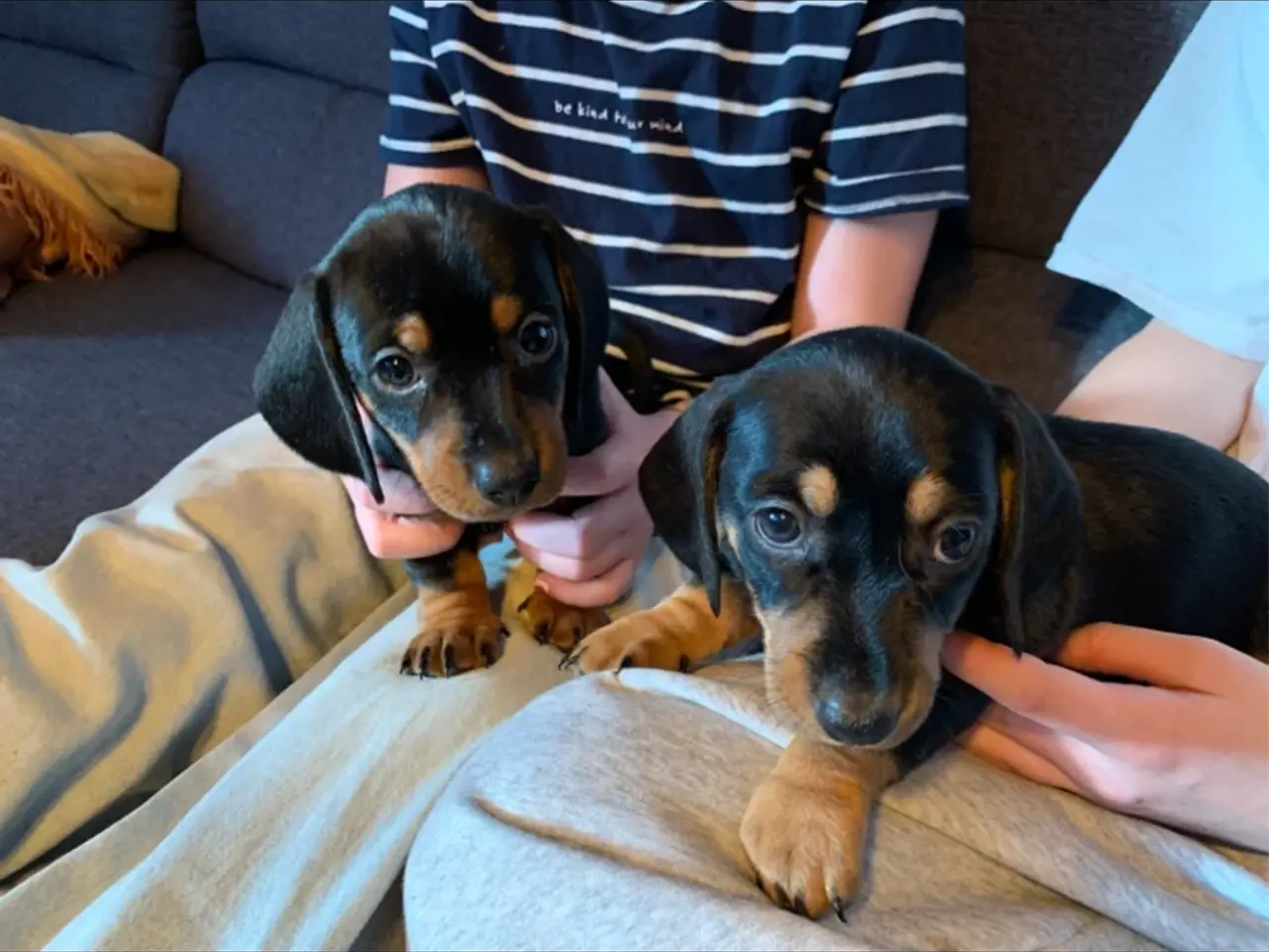 Billede 7 - 3 små miniature - dachshund- hvalpe