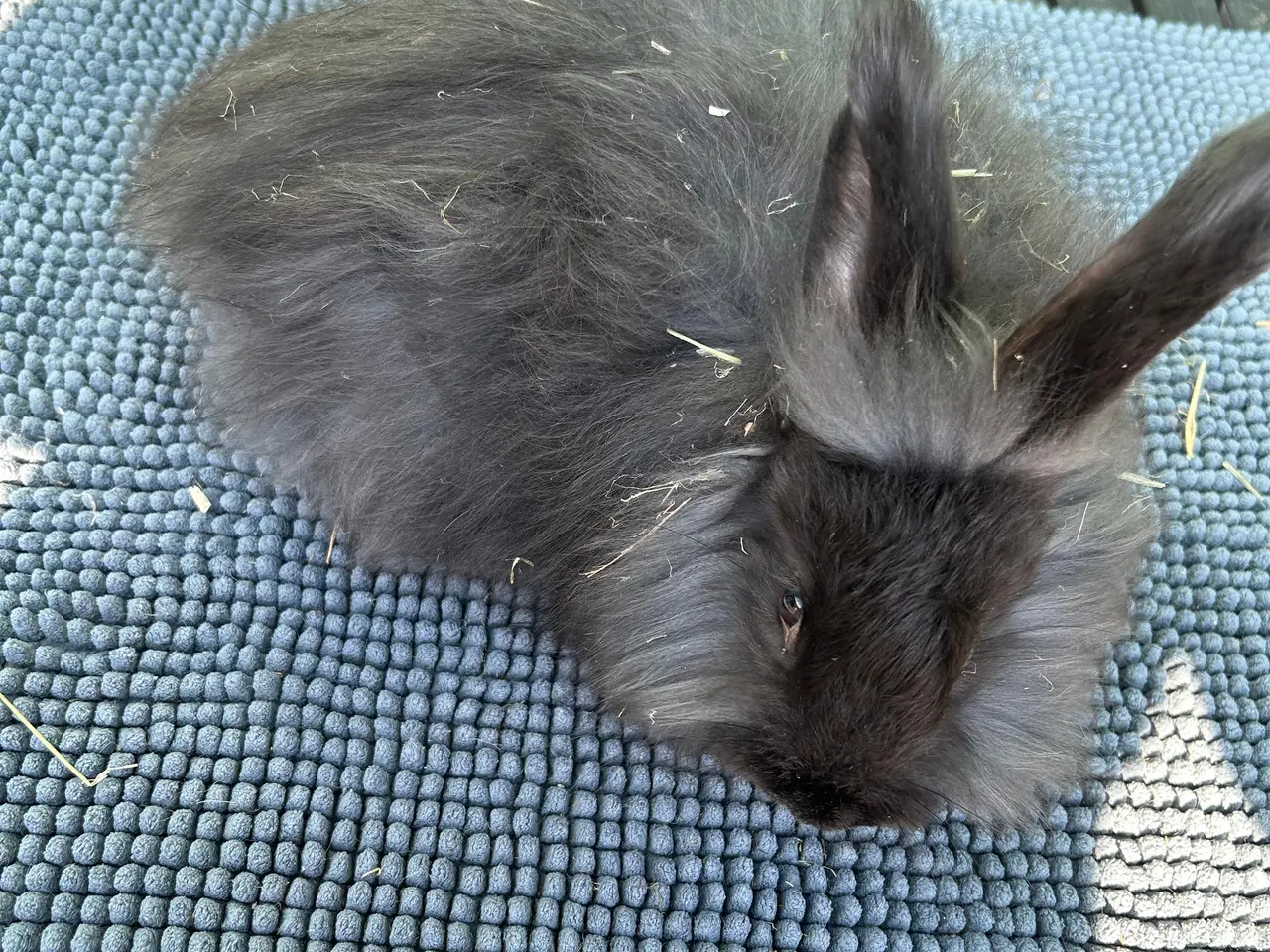 Billede 7 - Angora kanin unger