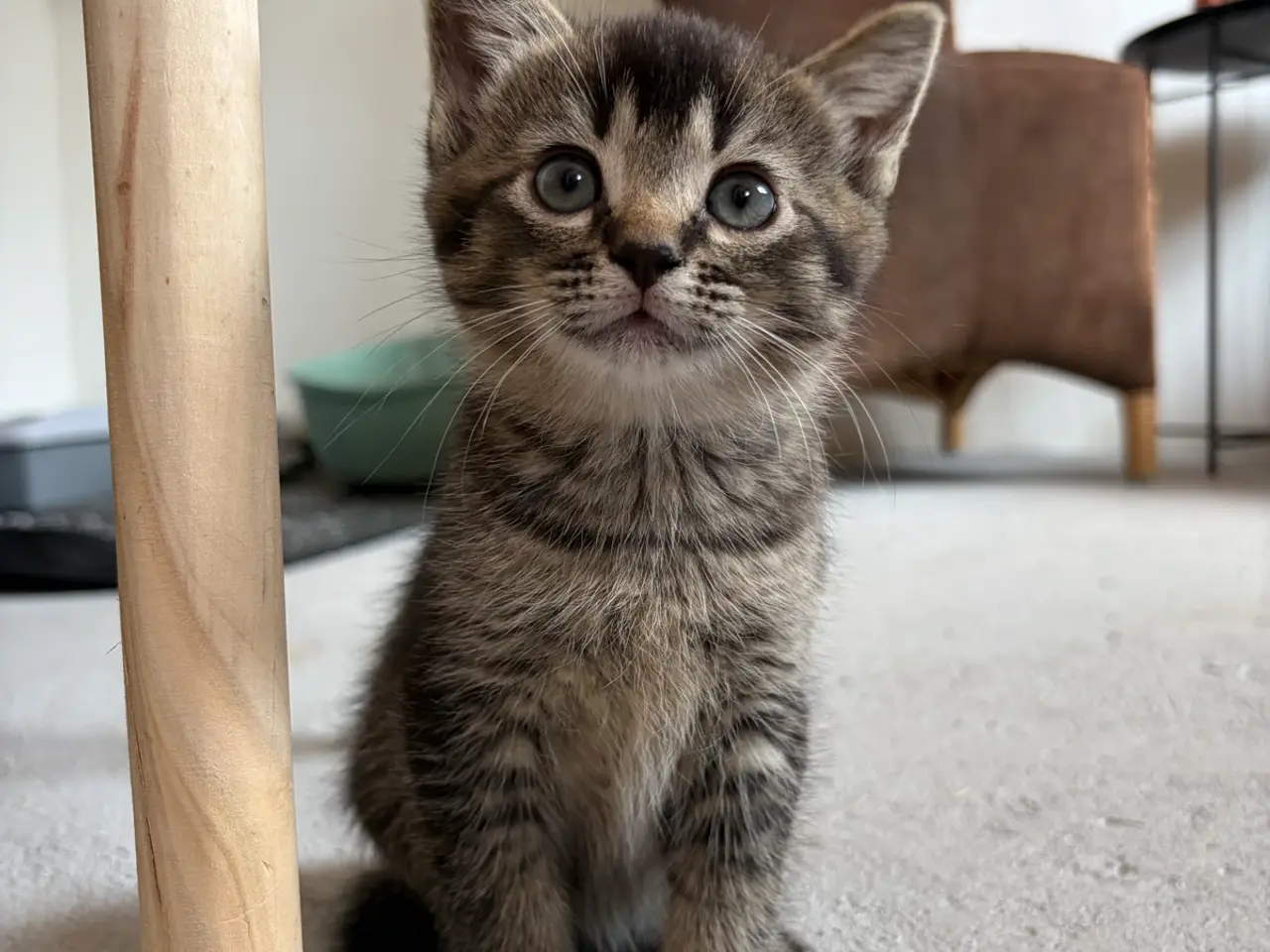 Billede 9 - Halv British Shorthair