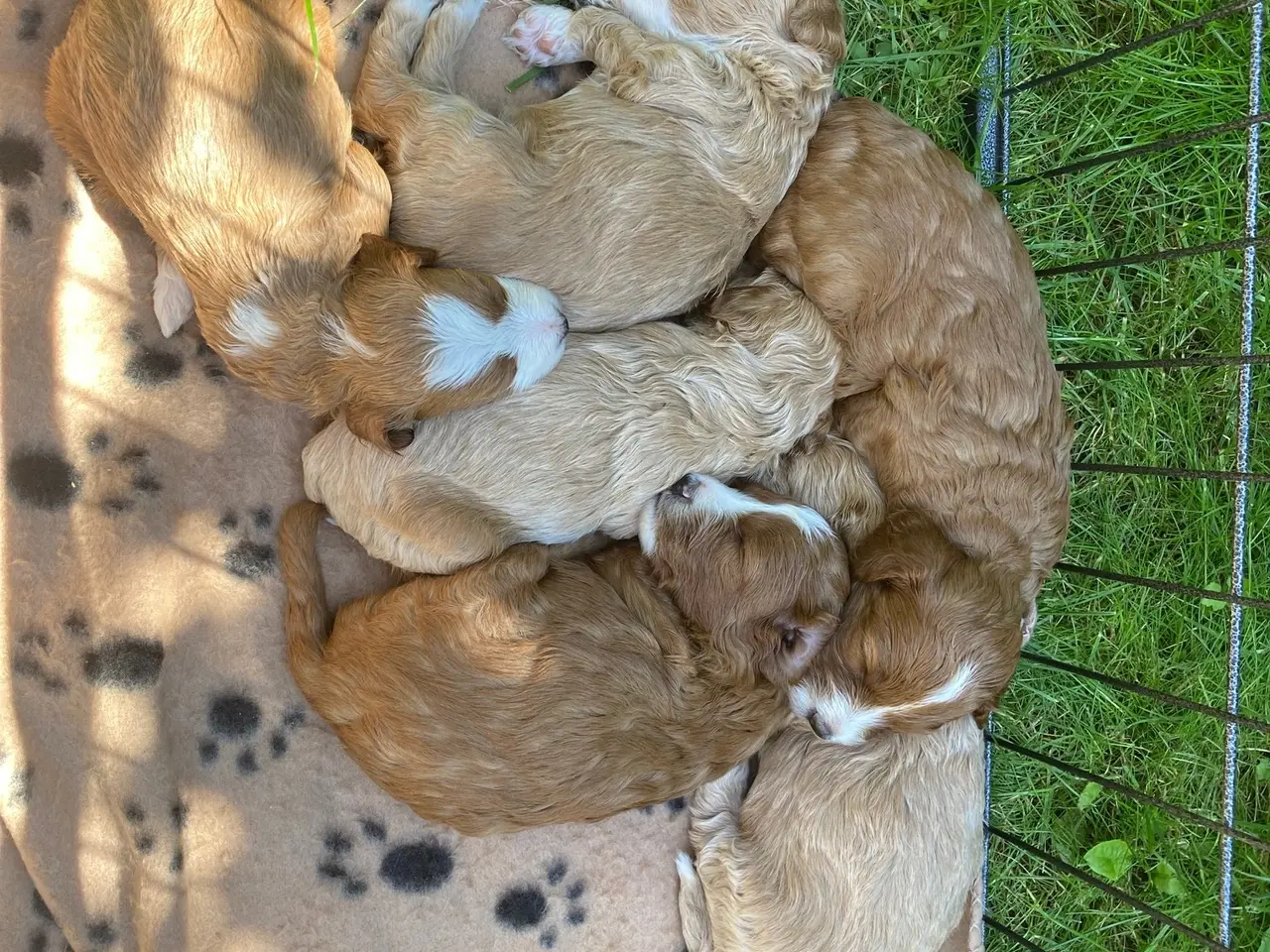 Billede 4 - Maltipoo-hvalpe søger deres familier