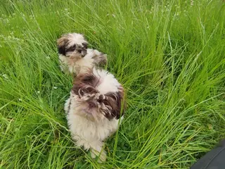Shih Tzu hvalp