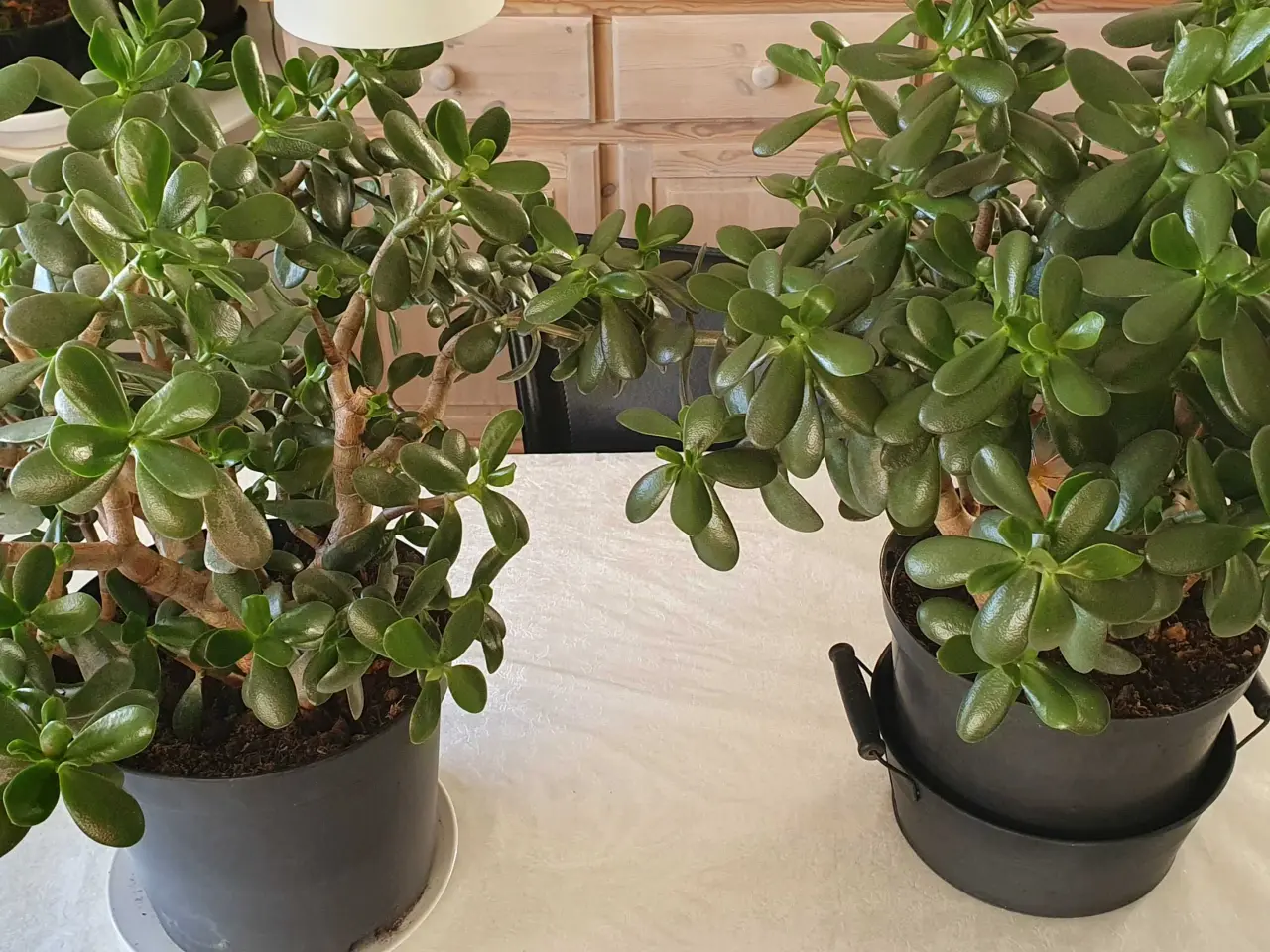 Billede 4 - Store grønne planter