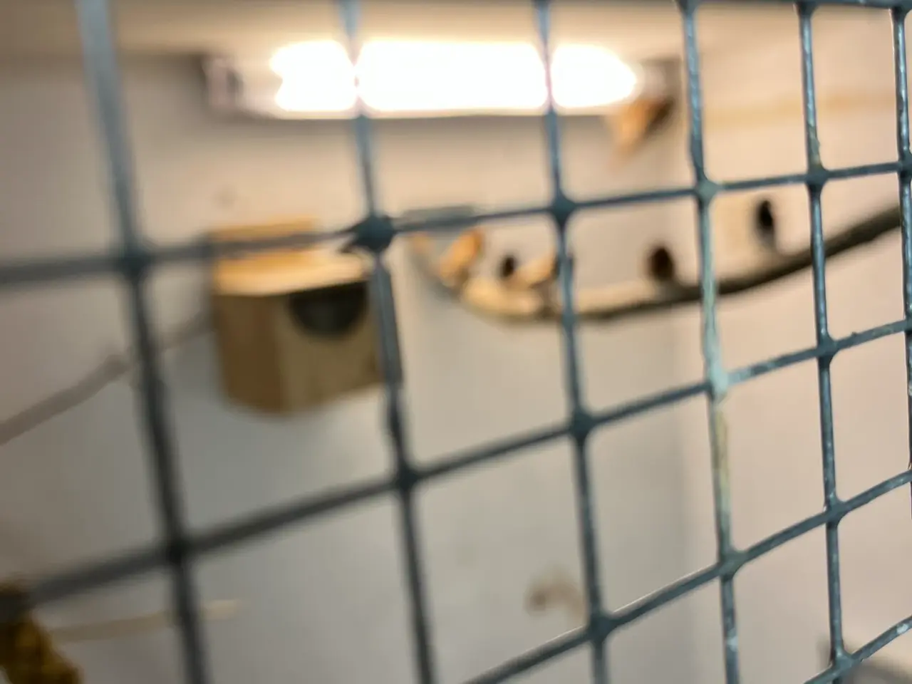 Billede 2 - 10 stk mågefinker