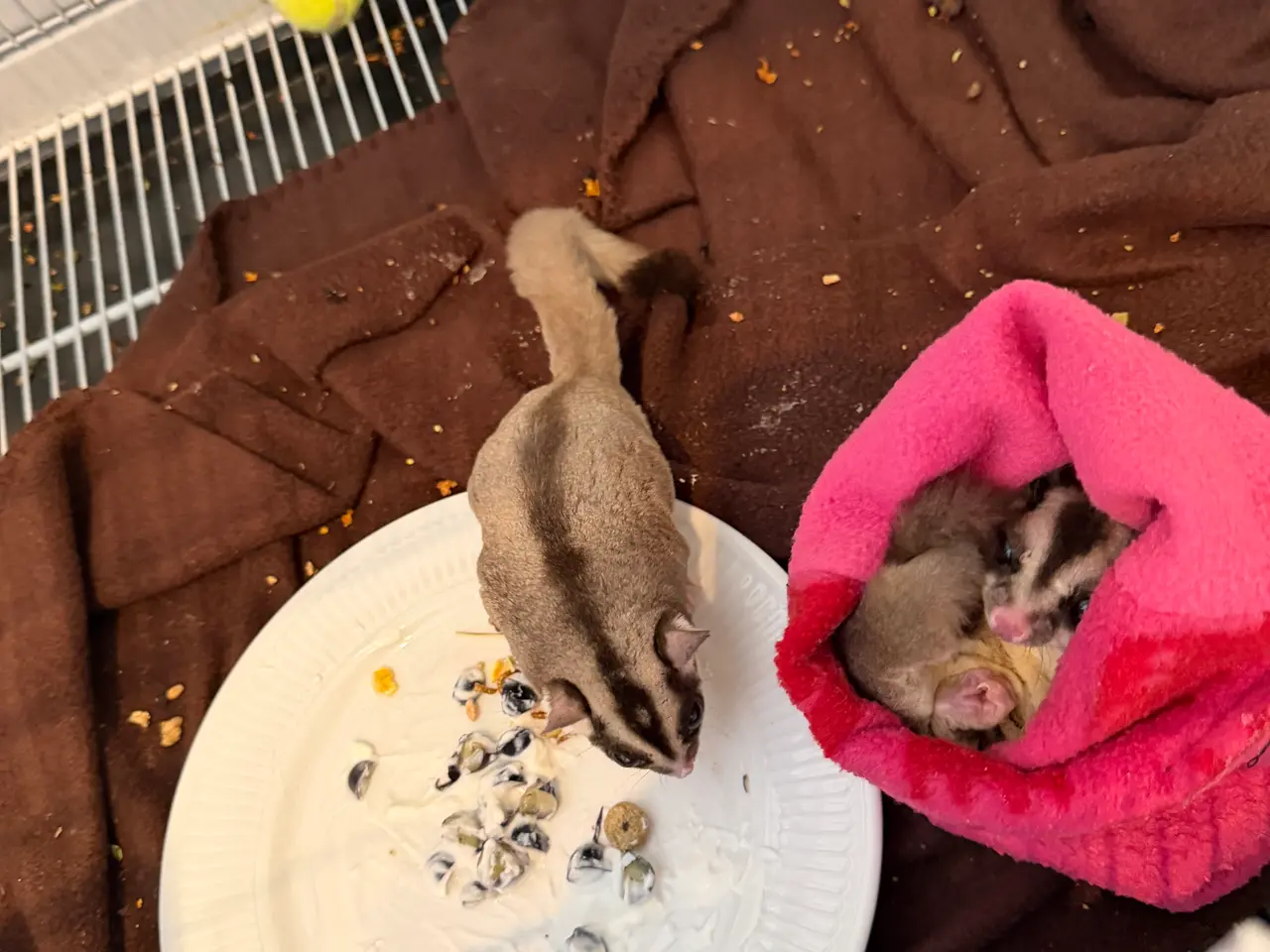 Billede 2 - Sugar Gliders med alt tilbehør
