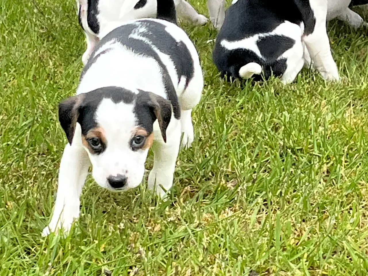 Billede 5 - Dsg/ Jack russel