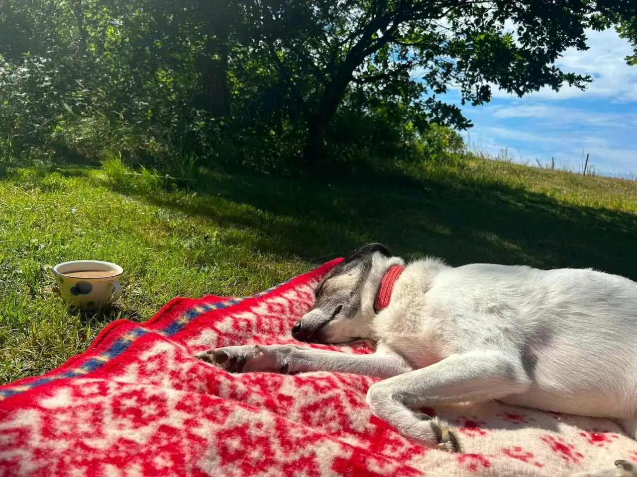 Billede 8 - Skønne Safi søger nyt hjem 🐶