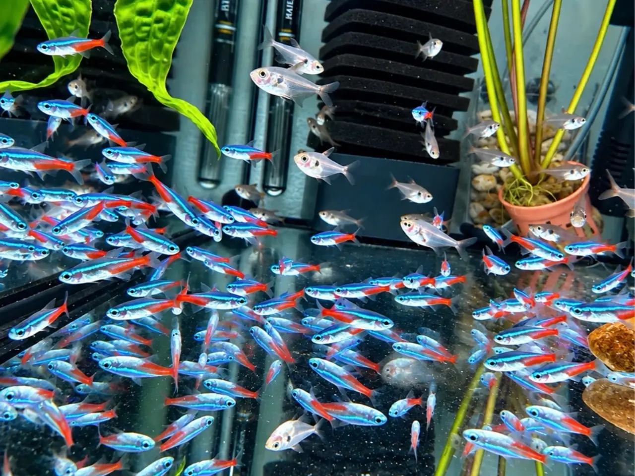 Billede 2 - Neon tetra fisk