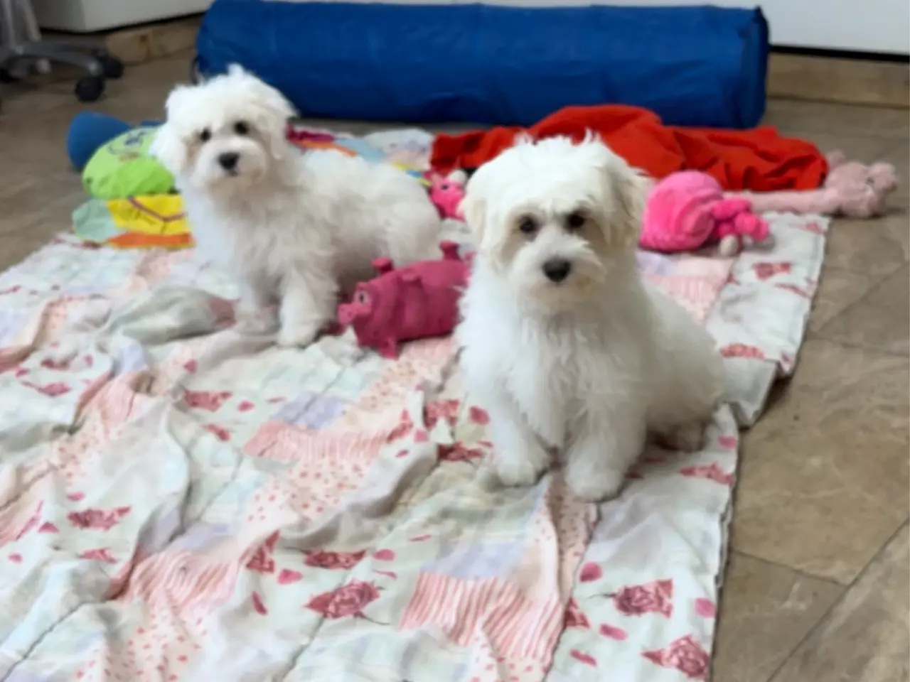 Billede 19 - 1 Maltipoo pige er rejse klar nu !