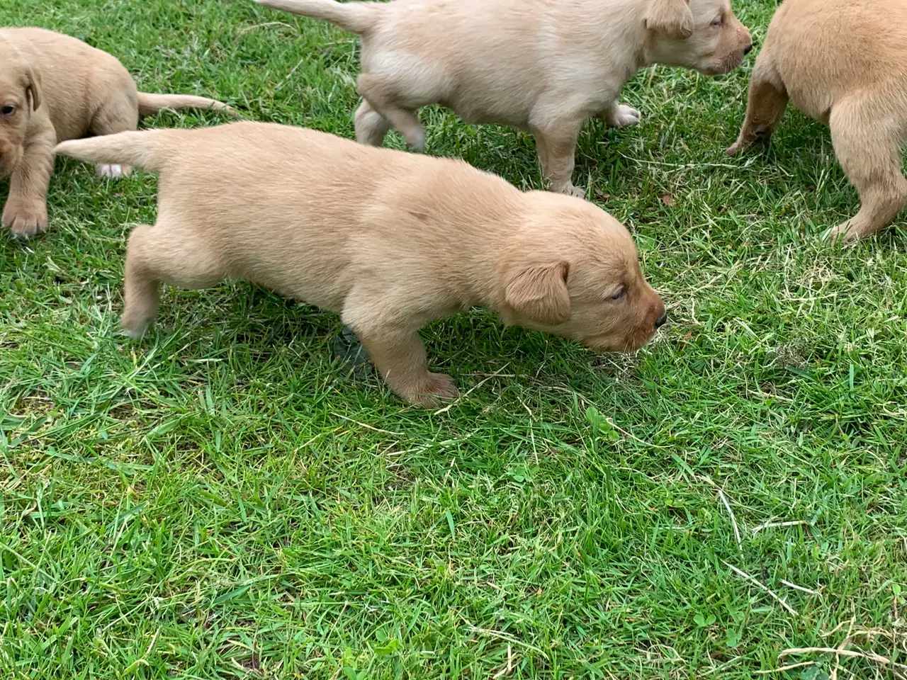 Billede 8 - Labrador hvalpe 