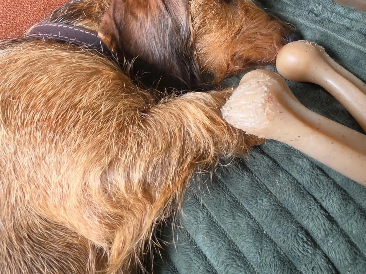 Billede 3 - Omplacering af ruhåret gravhund