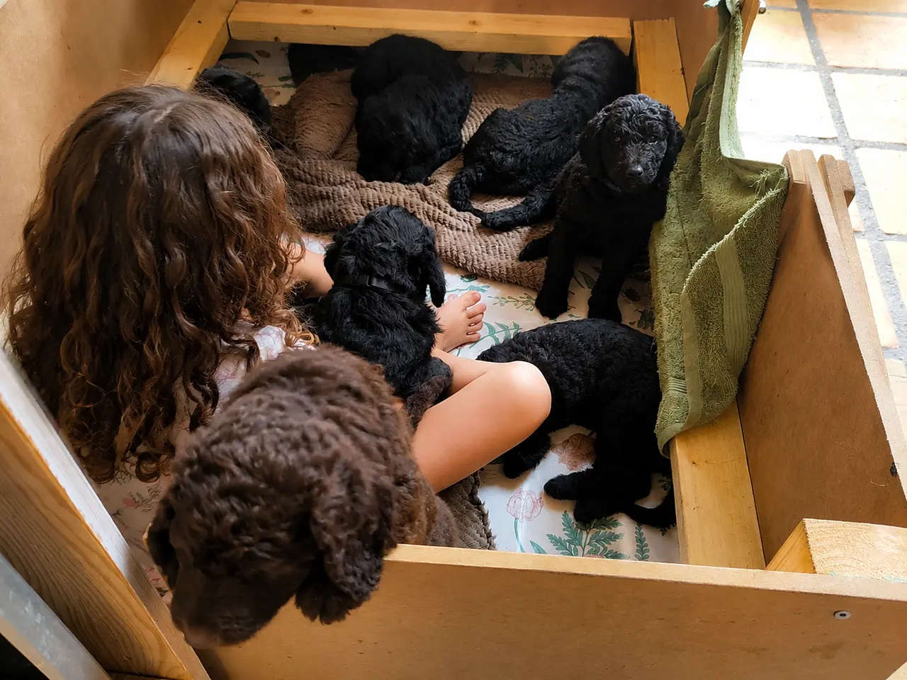 Billede 4 - F1B Labradoodle-hvalpe – klar til nye familier 1/8