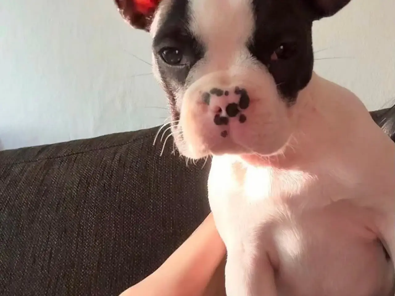 Billede 2 - Fransk bulldog hvalp