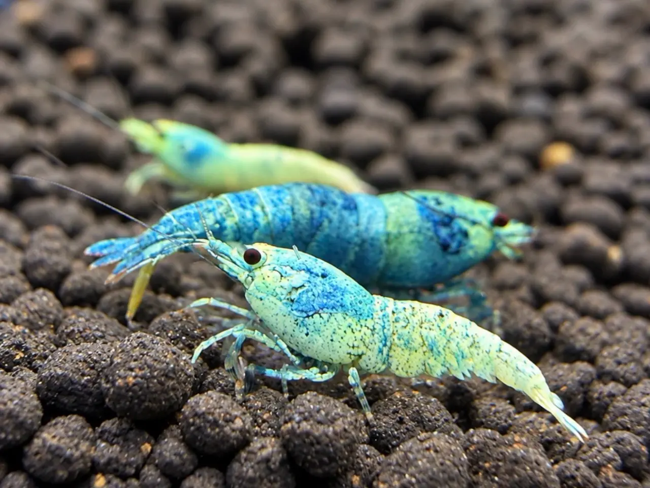 Billede 9 - 📛Tilbud📛 Blue Taiwan Bee Shrimp – Caridina rejer