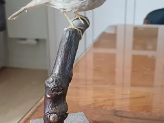 Udstoppet fugl - Munk