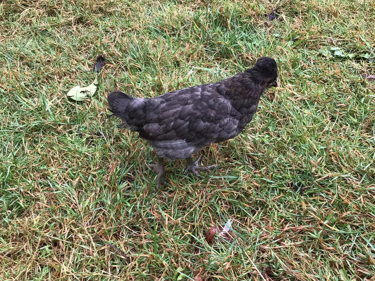 Billede 3 - Kyllinger fra sort araucana og grønlægger