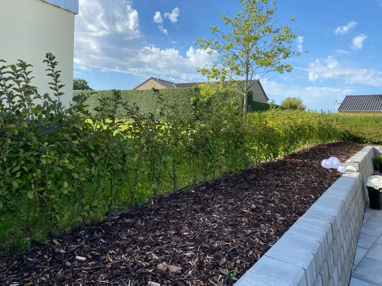 Billede 2 - Hækplanter - Sargentæble