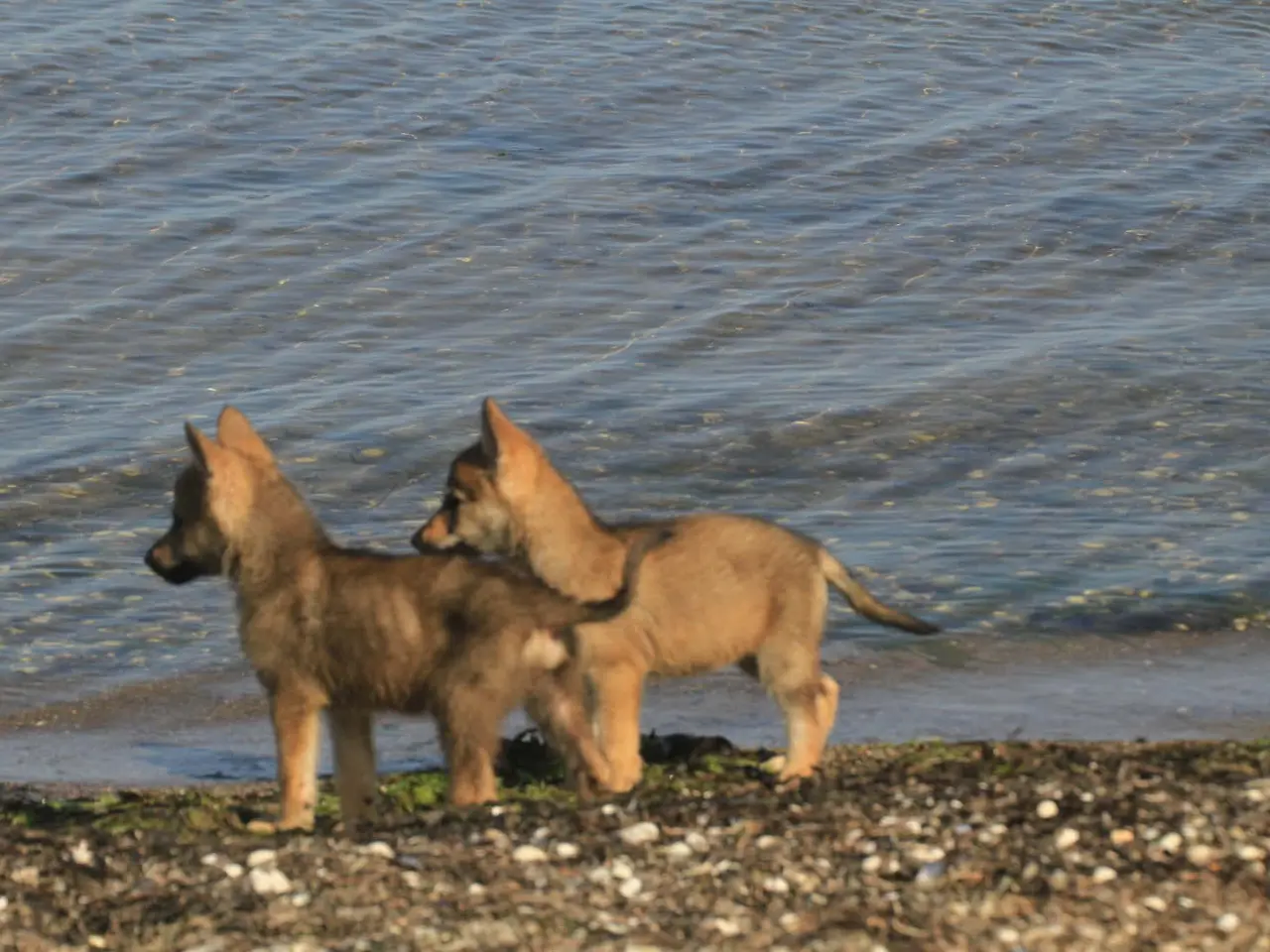 Billede 6 - tjekkoslovakiske ulvehunde hvalpe til salg