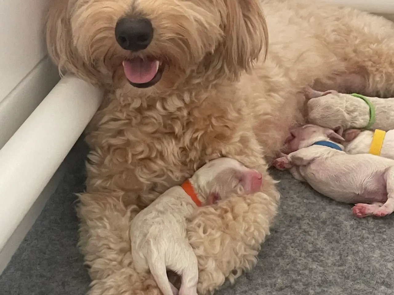 Billede 2 - Havapoo/maltipoo