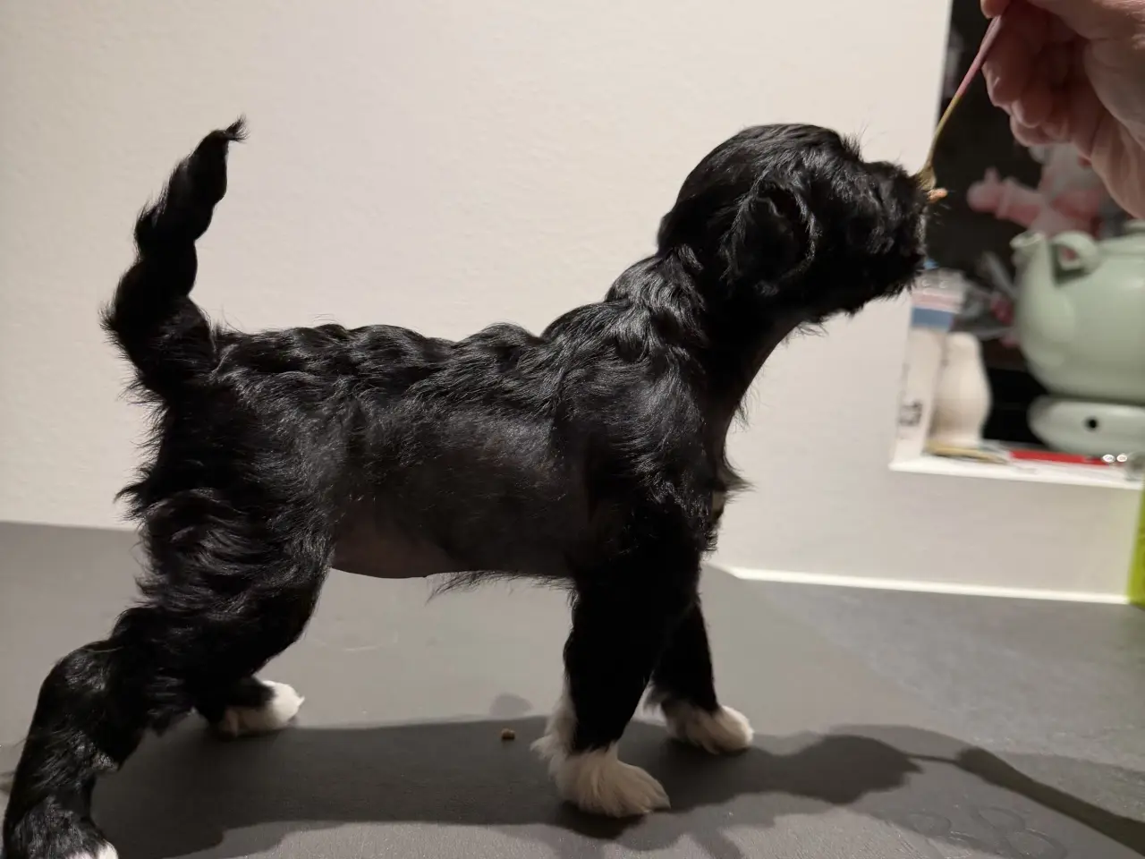 Billede 11 - Chinese crested/Kinesisk hårløs, allergivenlige
