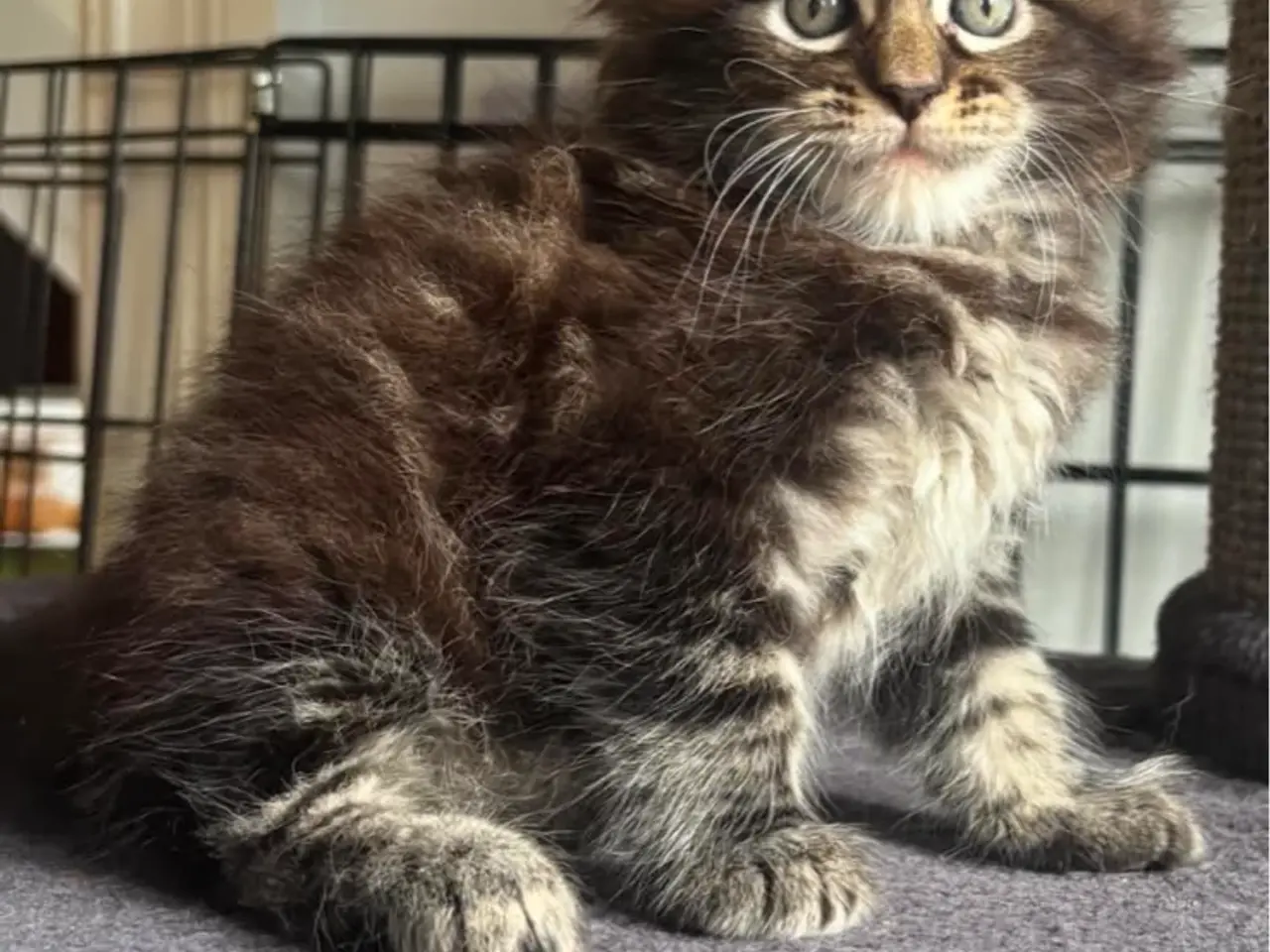 Billede 6 - Maine Coon