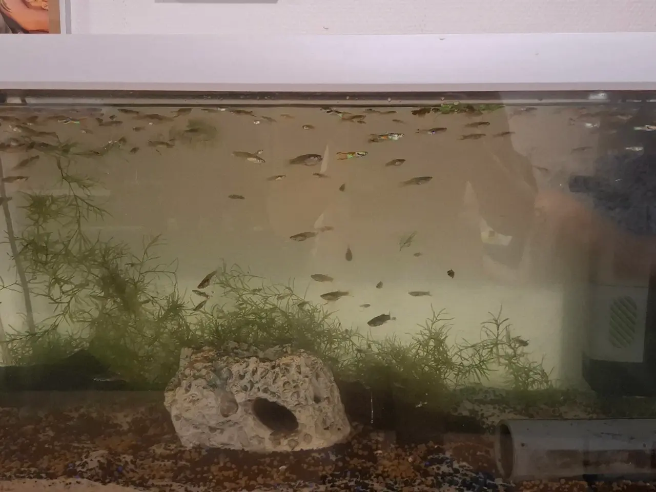Billede 1 - guppy sælges
