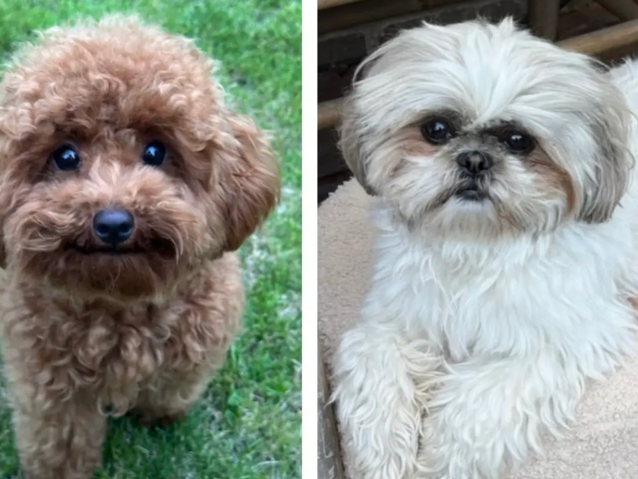 Billede 8 - Toy Shihpoo hvalpe. 3 drenge