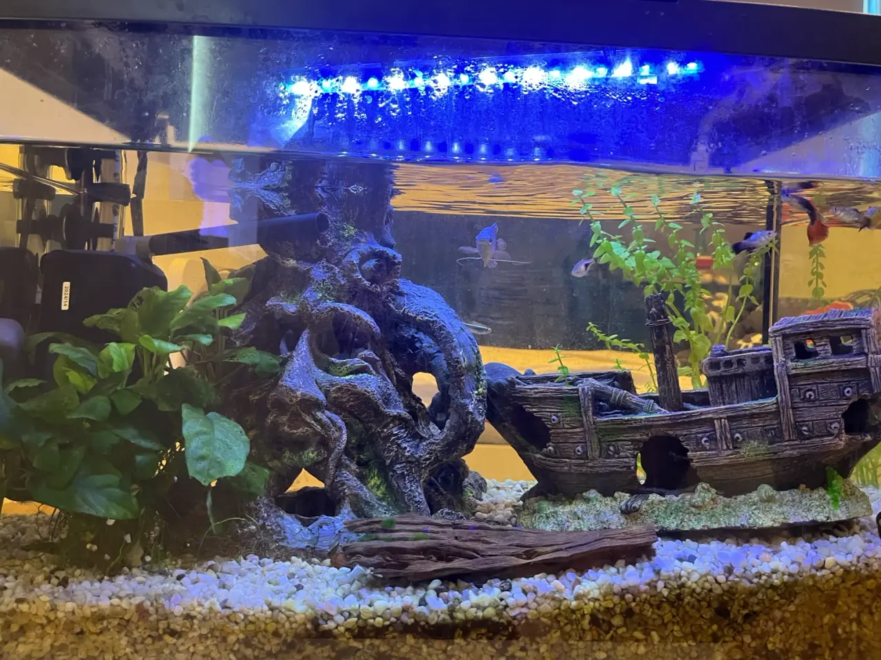 Billede 7 - Akvarie med fisk og tilbehør