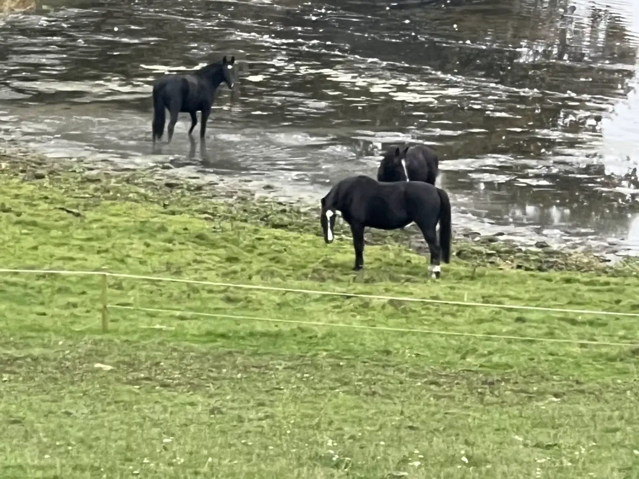 Billede 6 - Opstaldning af heste i Nordborg