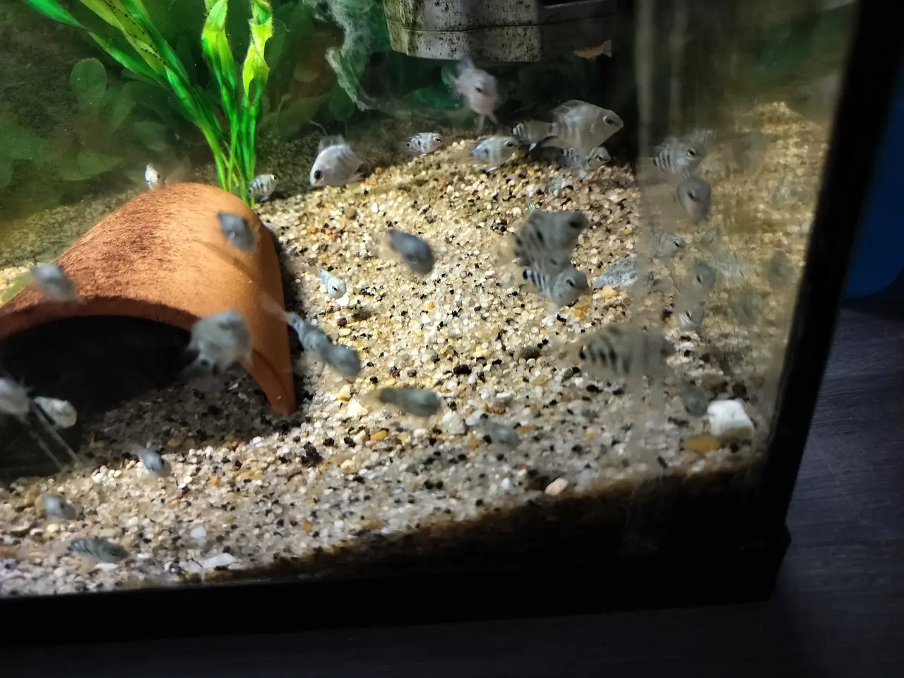 Billede 7 - Blue polar Papegøjecichilde 25 kroner 2 cm