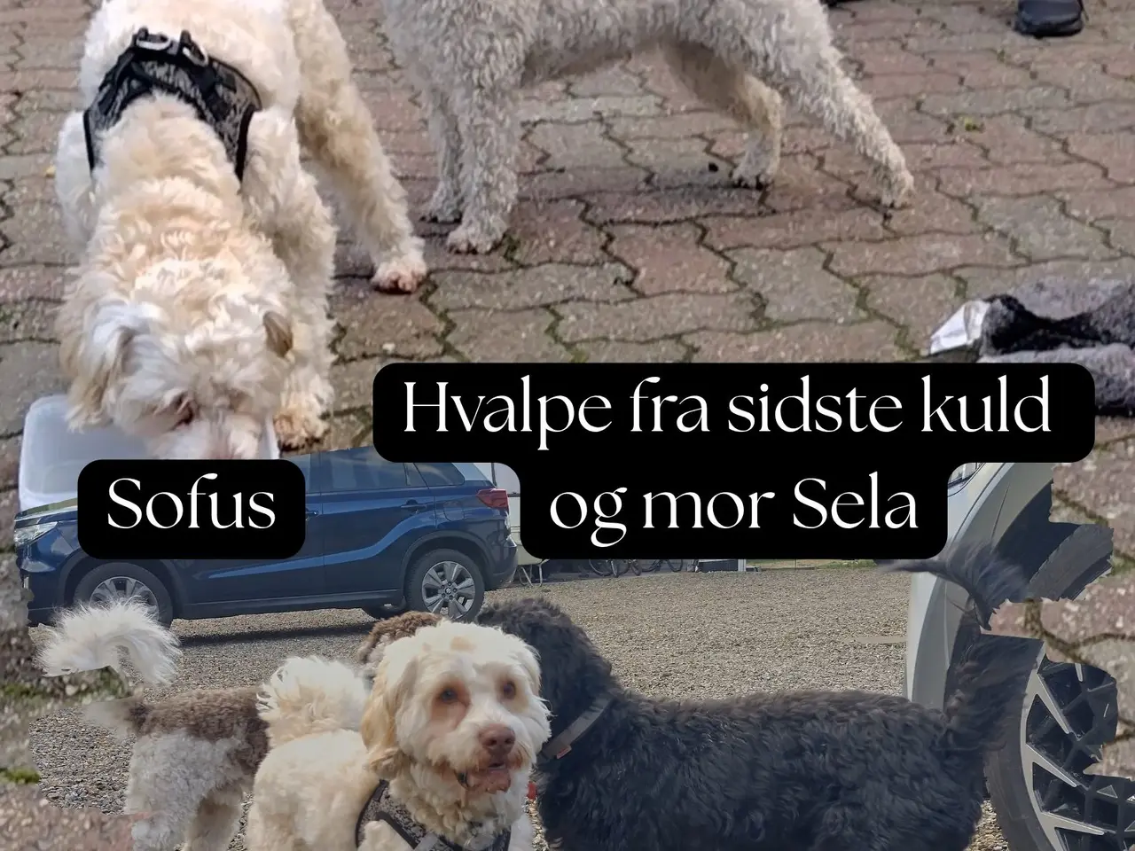 Billede 7 - 🐾 Skønne Sproodle-hvalpe søger kærlige hjem 🐾