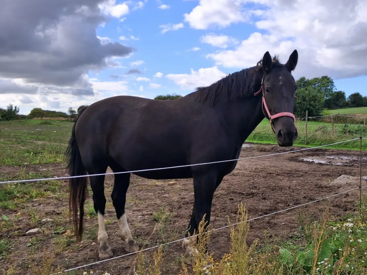 Billede 5 - Oldenborg hoppe byttes