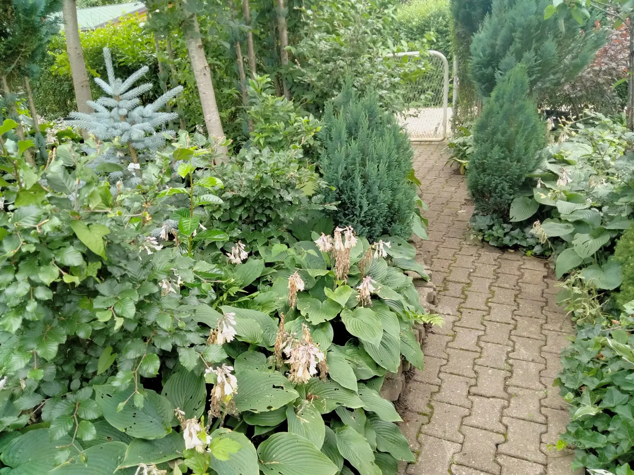 Billede 5 - Kolonihave i Holstebro