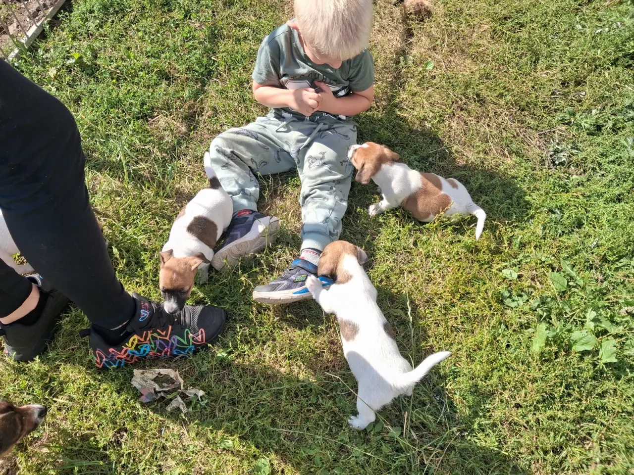 Billede 7 - Jack russel terriere