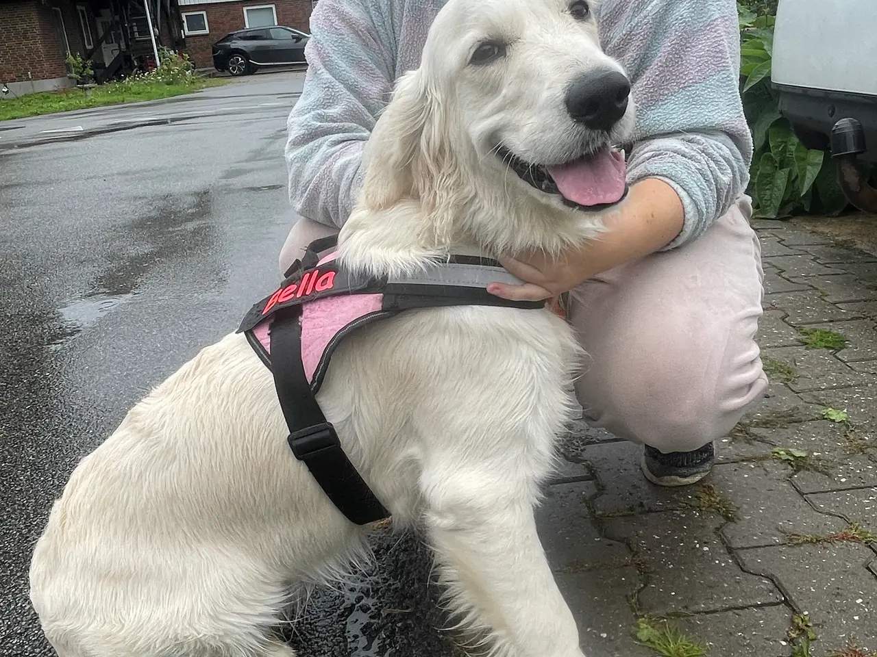Billede 2 - Omplacering af hund