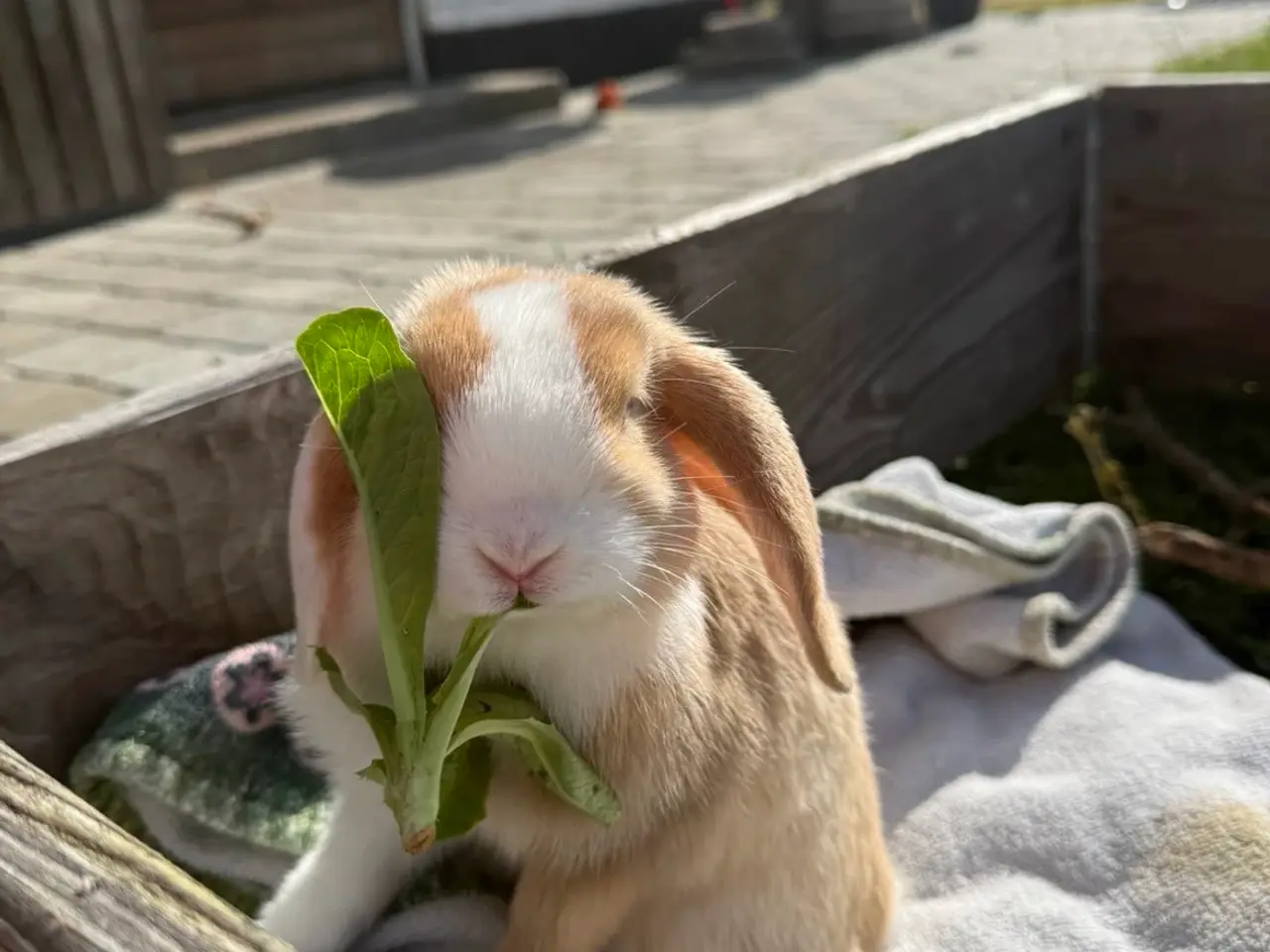 Billede 2 - Cute mini lop han