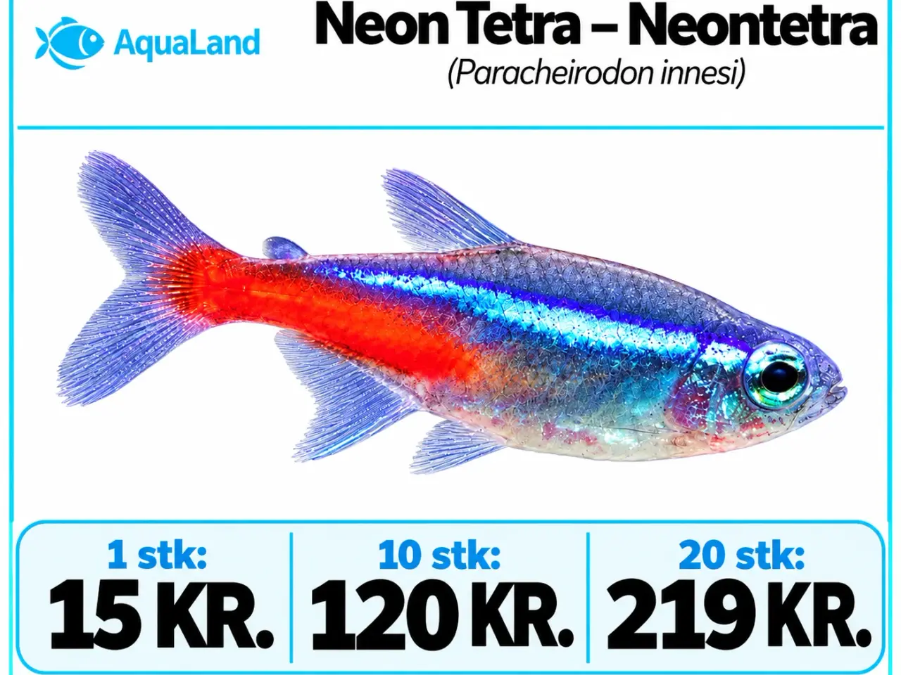Billede 2 - Super flotte Neon Tetra