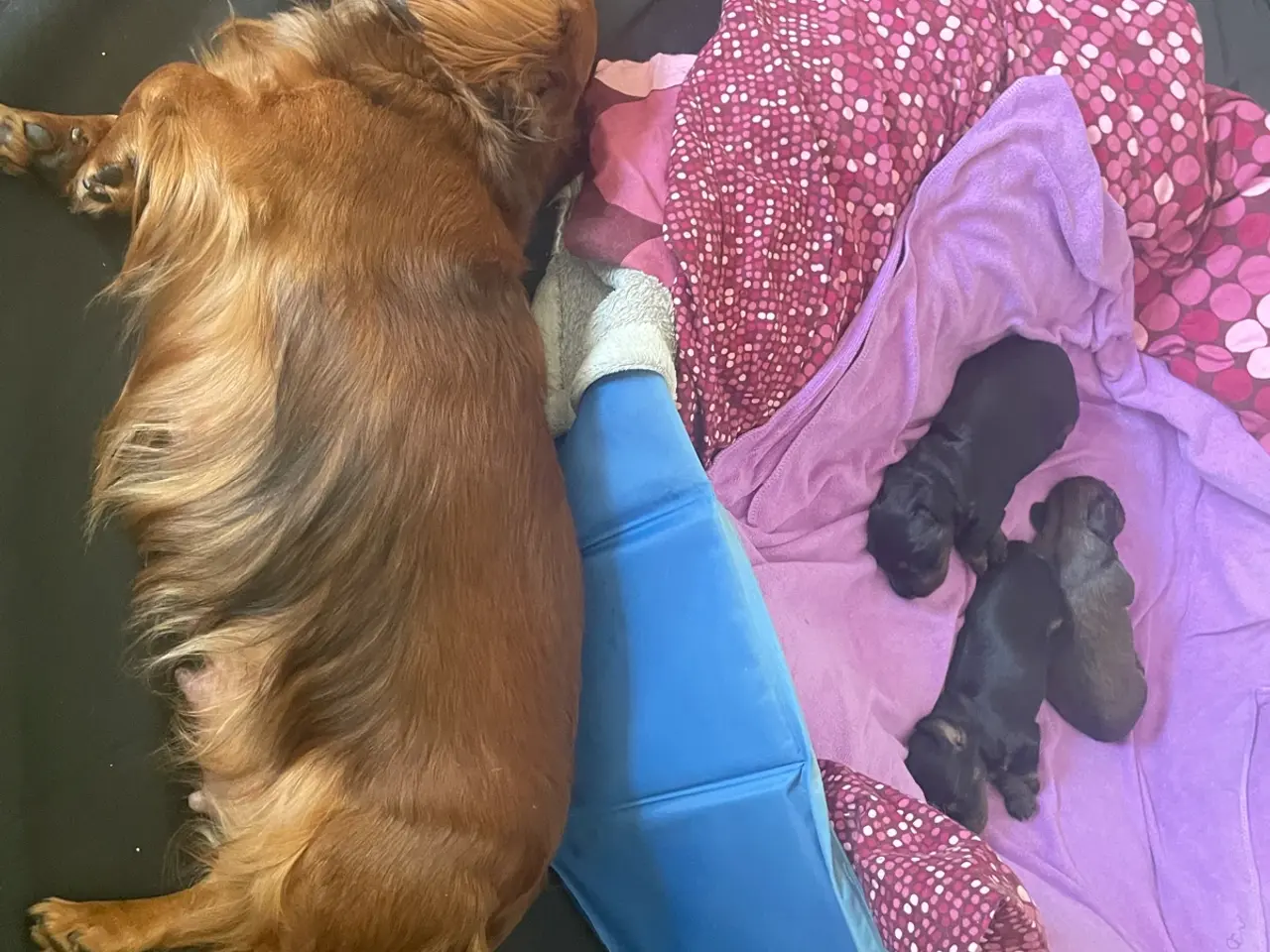 Billede 1 - Søger han hund til parring